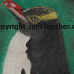 Hoiho (Yellow-Eyed Penguin)