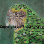 Kakapo
