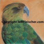 Kea (Alpine Parrot)