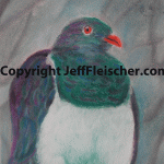 Kereru (Wood Pigeon)