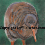 Little Spotted Kiwi
