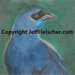 Kokako