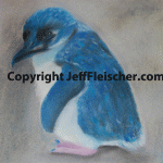 Korora (Blue Penguin)