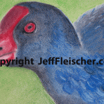 Pukeko