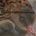 Stewart Island Weka